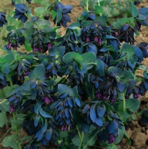 25 Samen Cerinthe Blue Shrimp Seeds Honeywort von SVI