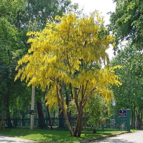 25 Samen Golden Chain Baumsamen (Gemeiner Goldregen) von SVI