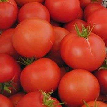 25 Samen von Boxcar Willie Tomato - Lycopersicon Lycopersicum von SVI