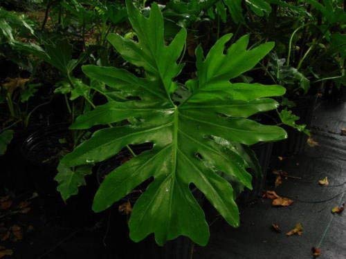 25 Samen von Philodendron Selloum Split Blatt von SVI