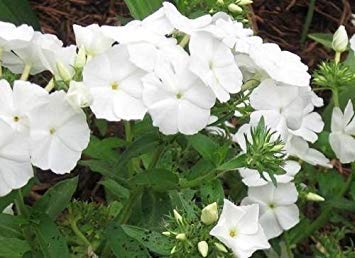 25 Seeds - Phlox Phlox 21. Jahrhundert Weiß Phlox drummondii sehr auffällig! von SVI