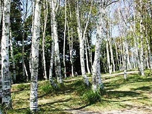 25 Seeds - Weiße japanischer Birkenbaum von SVI