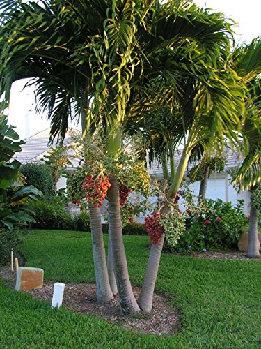 25 frische Samen Veitchia merrillii CHRISTMAS PALM MANILA PALM von SVI