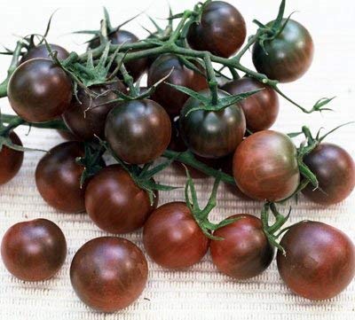 250 Samen von Black Cherry - Tomaten Schwarz von SVI