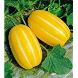 25x Korean Moschus-Melone-Samen Gold-Chilosan Melon Rare Seeds von SVI