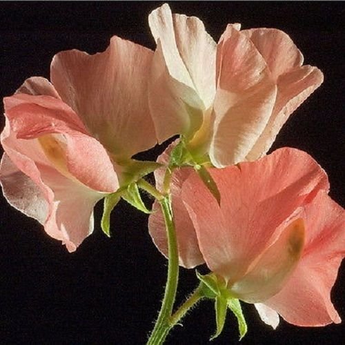 30 + lachsfarben wohlriechendsten SWEET PEA-Blumensamen/LATHYRUS / Nachsaat ANN von SVI