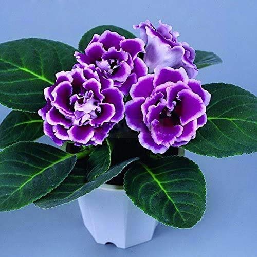 30 PC Seltene echte Blumen Gloxinie Samen Sinningia Gloxinie Blumensamen Startseite Bonsai DIY für Garten Zierpflanze von SVI
