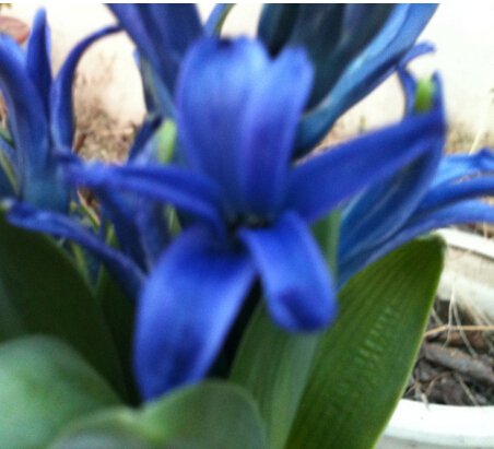 30 PC blaue Farbe Schöne chinesische Clivia Samen Pflanzen Bonsai-Garten Blumensamen semente dekorative Blumen selten von SVI