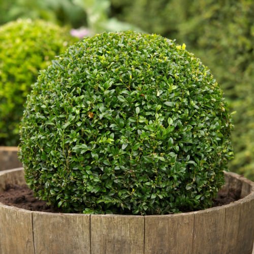 30 Samen - Buchsbaum, Buxus sempervirens, Samen, (Hardy Evergreen, Topiary, Hecke, Bonsai) von SVI