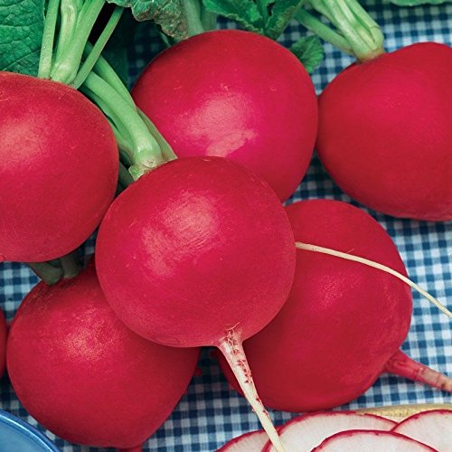 30 Samen Deutsche Riesen Rettich Große runde rot knusprig frisch Erbstück Big 29 Tage von SVI