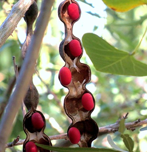 30 Samen Mescal Bohne, Texas-Berglorbeer Exotische Sophora secundiflora Rare Seed von SVI