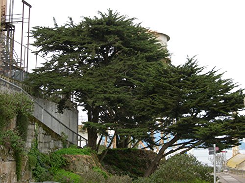 30 Samen - Monterey Cypress, Cupressus macrocarpa, Baum Samen (Evergreen, Bonsai, Topiary) von SVI