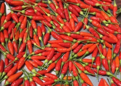 30 Samen von Thai Pepper Red Chili Hot Pepper Bio von SVI