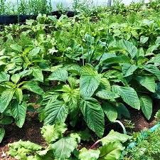 300 Samen Jamaican Callaloo SEEDS, (Essbare Amaranth) Realer Jamaican Bio Heirloom von SVI