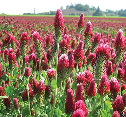 3000-Samen Inkarnatklee oder Italienisch Clover Samen, verbessern Sie Ihre Gartenerde, Cover-crop! von SVI