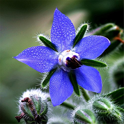 30Pcs / lot Samen Borago Officinalis Seed Borretsch Kräutergarten DIY Einfache Sow Blue Star-Blumen-Bonsais für Hausgarten-Zubehör von SVI