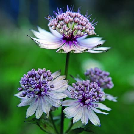 30pcs Haupt Astrantia Samen Blume Große Sterndolde Bonsai Blumen Pflanzen Samen Topf Topfpflanze für Haus-Garten-Dekoration *** von SVI