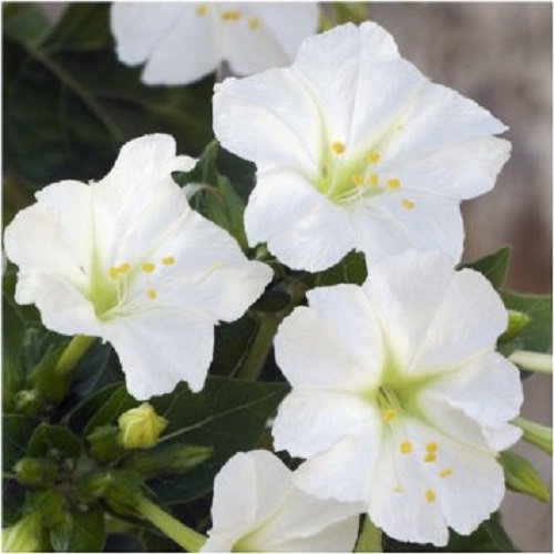 40+ Mirabilis Jalapa weiße Blumen-Samen/Four O'Clock/Perennial von SVI
