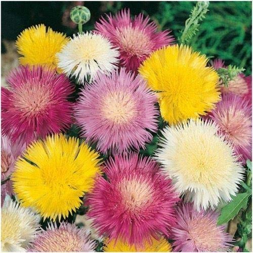 400 Imperialis Mix Süßer Sultan 'Centaurea (Amberboa) moschata' Seeds von SVI