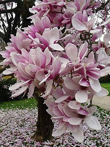 5 Hellpurpurnes weiße Magnolien-Samen-Lilien-Blumen-Baum-Fragrant Magnol liliiflora von SVI