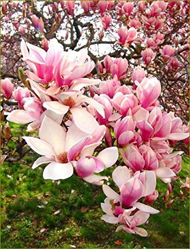 5 Hellrosa weiße Magnolien-Samen-Lilien-Blumen-Baum-Fragrant Magnol liliiflora von SVI