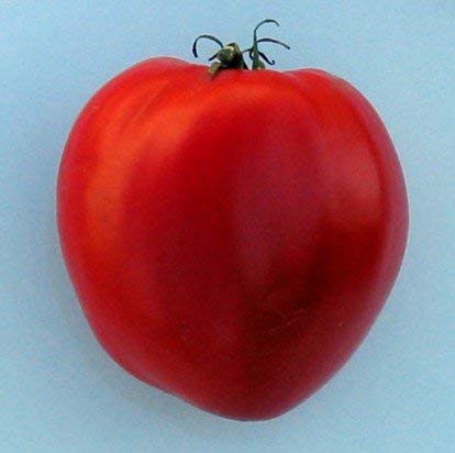 5 Sätze von 25 Samen Reif Red Heart-Tomatensamen von SVI