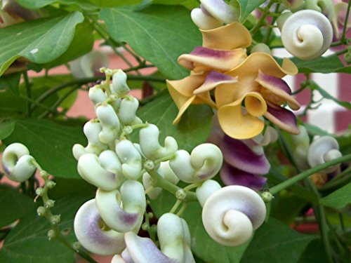 5 Samen Vigna caracalla Snail Vine Korkenzieher Blumensamen Blume Bonsai DIY Hausgarten von SVI
