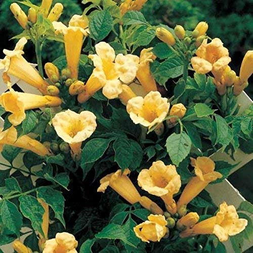 5 Samen von Campsis Radicans Flava Yellow Trumpet Creeper von SVI