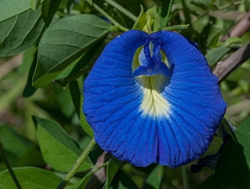 5 Samen von Clitoria ternatea Blaue Blumen Exotische Rebe von SVI