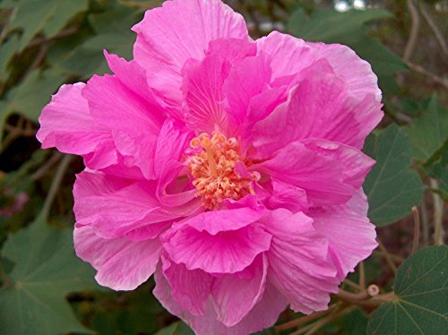 5 Samen von Hibiscus mutabilis CONFEDERATE ROSE HIBISCUS SEEDS von SVI