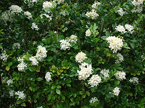 5 Samen von Murraya paniculata- ORANGE JASMIN -Extrem duftende Blumen von SVI