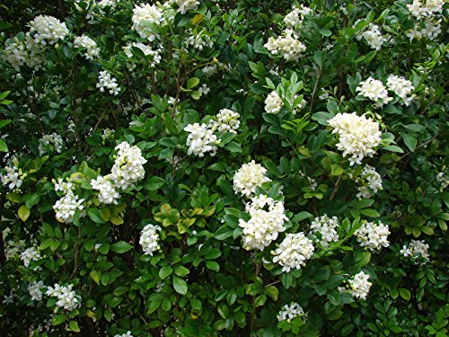5 Samen von Murraya paniculata- ORANGE JASMIN -Extrem duftende Blumen 5 Samen von Murraya paniculata- ORANGE JASMIN -Extrem duftende Blumen von SVI