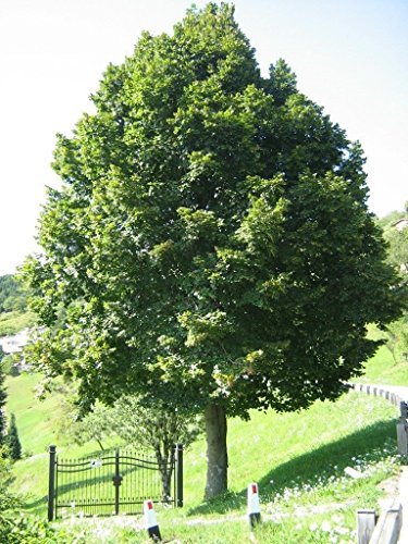 5 Samen von Tilia Platyphyllos Lindenbaum von SVI