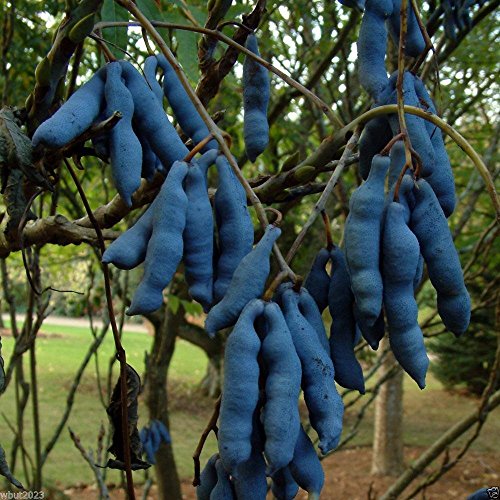 5 seeds - Decaisnea fargesii - Blau Wurst Obst - Aka Blau-Bohne, des toten Mannes Finger von SVI