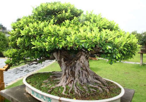 50+ Banyan Fig Tree Seeds - Ficus benghalensis - Indian Bonsai USA - BKSeeds von SVI