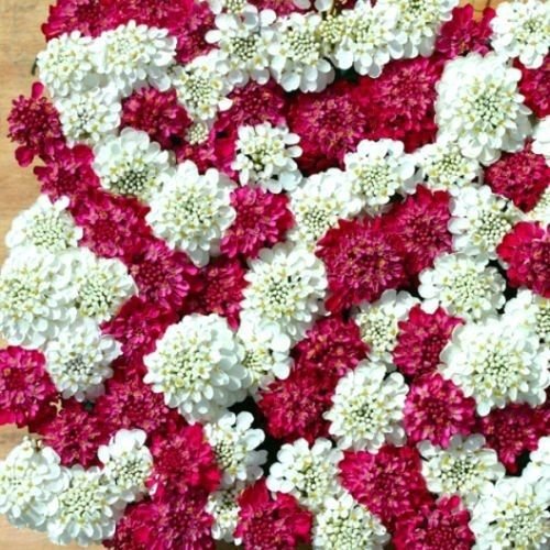 50+ IBERIS CANDYTUFT rote und weiße Blume SEEDS MIX/rehsicher von SVI