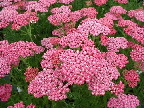 50+ Rosa Achillea/Schafgarbe-Blumen-Samen/rehsicher Perennial/Scented von SVI