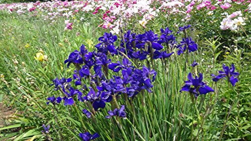 50+ Sibirische Iris MIX SEEDS, COMPLETE MIX, blaue Farbtöne, weiß, gelb VIOLET, PURPL von SVI