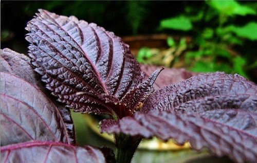 50 + Shiso-Perilla Magilla Perilla/Japanisches Basilikum Samen Kraut von SVI