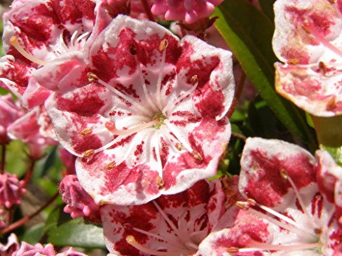 50 Berglorbeer Weiß, Rosa, Rot Kalmia latifolia Strauch Bush Seeds * Comb S/H von SVI