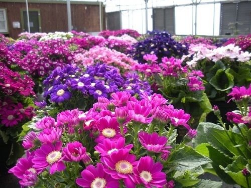 50 Cineraria Samen Mix Sehr bunte Blumen Peric Seeds von SVI