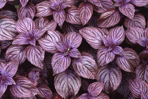 50 Lila Shiso Samen japanische Basil/Perilla Kraut S/H Combine von SVI