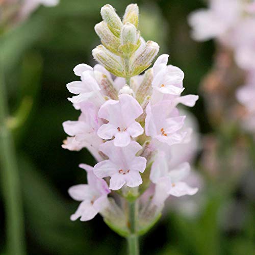 50 Partikel selten Lavendel Samen rosa und weißen schöne Blumensamen Außentür Bonsai für Hausgarten 7 Bepflanzung von SVI