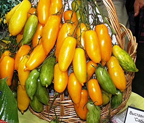 50 Samen Fleischtomate Samen, „Banane Beine Tomate“ Gelb/Gold - Solanum Lycopersicum von SVI