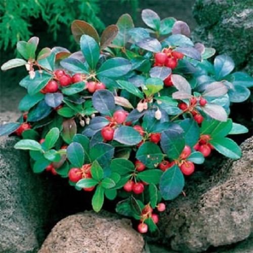 50 Samen Wintergrün (Gaultheria Procumbens) Staudensamen von SVI