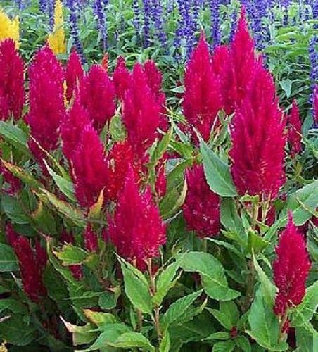 50 Samen von Celosia Century Serie Rose Annual von SVI