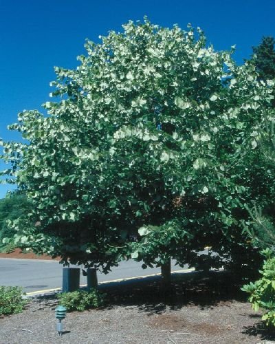 50 Silber Linden Tree Samen, Tilia tomentosa von SVI
