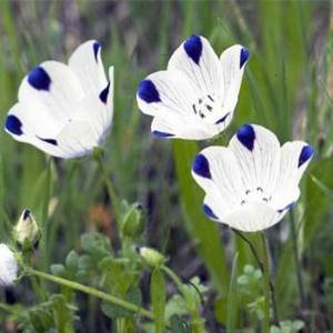 500 Five Spot-Blumensamen / von SVI