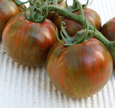 500 Samen von Black Zebra - Tomaten Schwarz von SVI