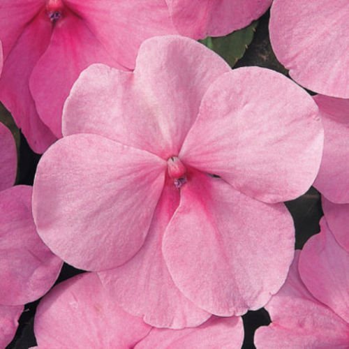 50ct von Pink Impatiens Samen, Erbstück Impatiens Samen, Nicht-GVO-Jahresblumensamen von SVI